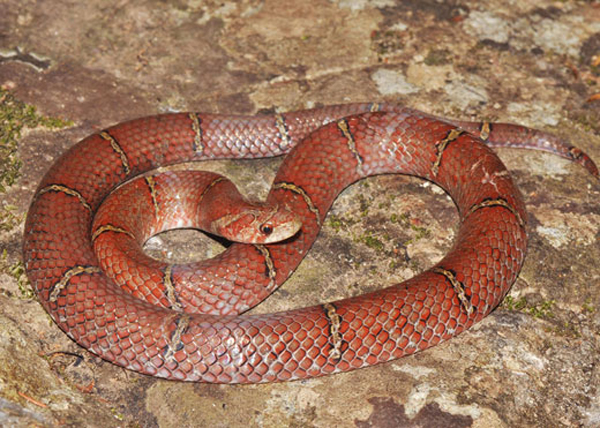 Nueva especie de serpiente en Camboya