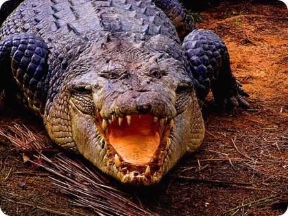 El cocodrilo más grande del mundo en Filipinas