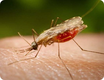 Malaria. Prevención y tratamiento
